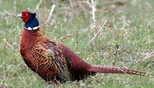 山鸡鱼最新爆料,揭秘娱乐圈幕后真相